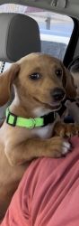 Dachshund puppy for sale rehoming fee of 200