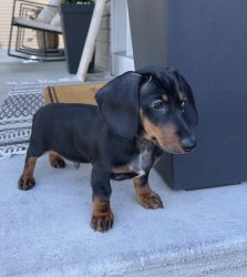 Dachshund puppy for sale !!