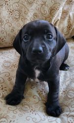 Dark dark brown smooth coat female dachshund puppy