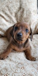 Purbred red smooth coat Dachshund puppy