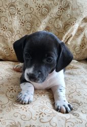 Purbred smooth coat black/white dachshund puppy
