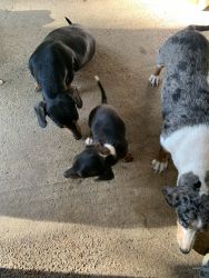 One puppy for sale