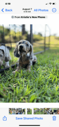 Dachshund puppies for sell