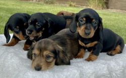 AKC Registered Dachshund Puppies