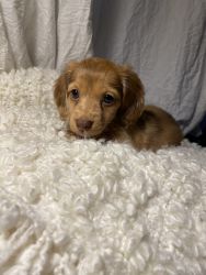 Long haired miniature dachshund puppies
