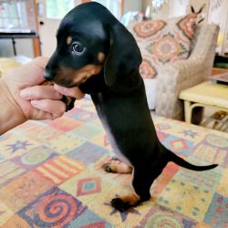 AKC registered Miniature Dachshund puppies