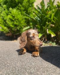 Adorable Dachshund puppies