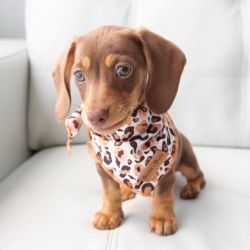 Adorable Cute Dachshund Puppies For Adoption