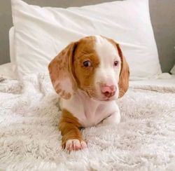 Cute Dachshund Puppies For Adoption