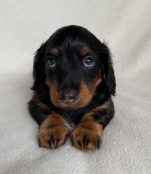Adorable Dachshund Puppies For Adoption
