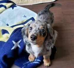 Adorable Dachshunds Puppies