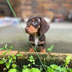 Adorable Cute Dachshund Puppies