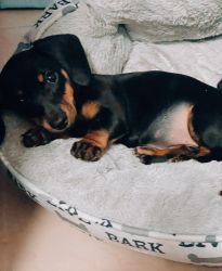 Dachshund female puppy for sale