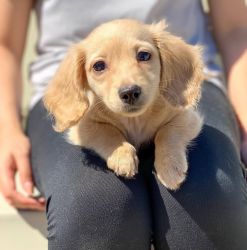 Beautiful and adorable dachshund puppy for sale