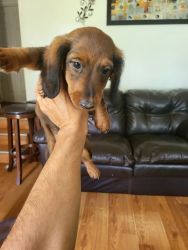 Dachshunds puppies for sale.
