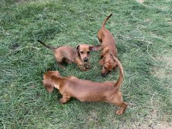 Dachshunds Puppies