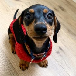 Super Affectionate Dachshund Puppies For Sale