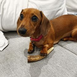 Adorable Dachshund Puppies For Sale