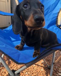 Super-affectionate Dachshund Puppies For Sale