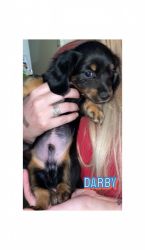 Dachshund Mixed Puppies looking for a forever loving home