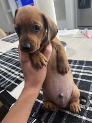 Mini Dachshund Wiener puppies
