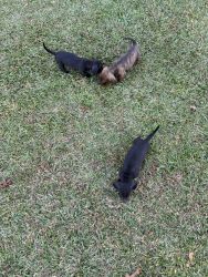 Full blooded Dachshunds ,  9 weeks old ,