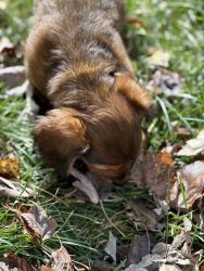 Mini dachshund for sale