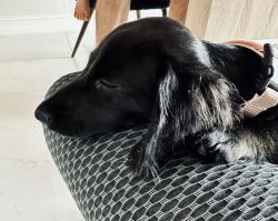 Rare Black Female Dachshund Puppy (AKC)