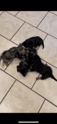 Mini Dachshund Puppirs