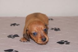 AKC smooth mini dachshund