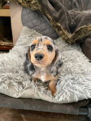 Miniature dachshunds for sale