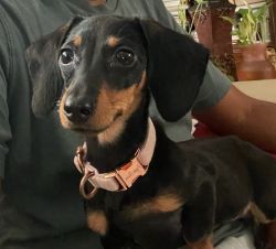Beautiful 9 Month Old Black/Tan Daschund Pup Looking for a Loving Home