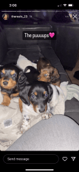 female doxies need a loving home