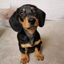 Registered Dachshunds Puppies