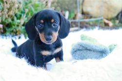 adorable Dachshund puppies