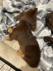 Mini long hair dachshund
