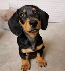Lovely Dachshund Puppies