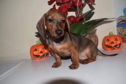 5 Months Old Male Dachshund Pup For Adoption