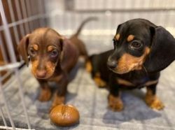 Charming Dachshund Puppies