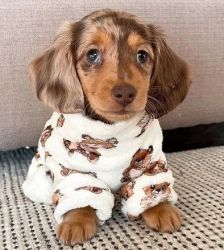 Fantastic dachshund Puppies Available
