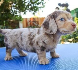 Amazing Mini Dachshund Puppies