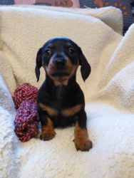 Outstanding Male & Female Dachshund Puppies
