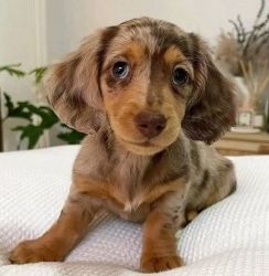 Lovely Dachshund puppies