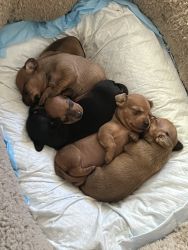 Cute Dachshund puppies for sale