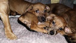 Double dapple dachshund/hounds