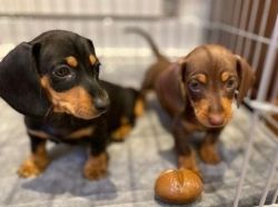 Lovely Dachshund Puppies