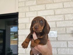 Dachshund pups for sale - Available NOW