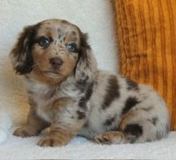 Cute Dachshund Mini Puppies Available