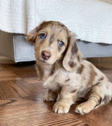 Dachshund Puppies Available