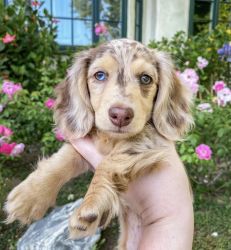Lovable Dachshund Puppies